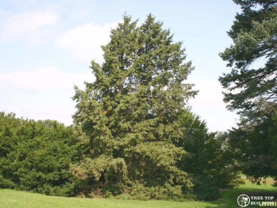 Tree Top BuildersTreehouse Bolt Selection for Hemlock