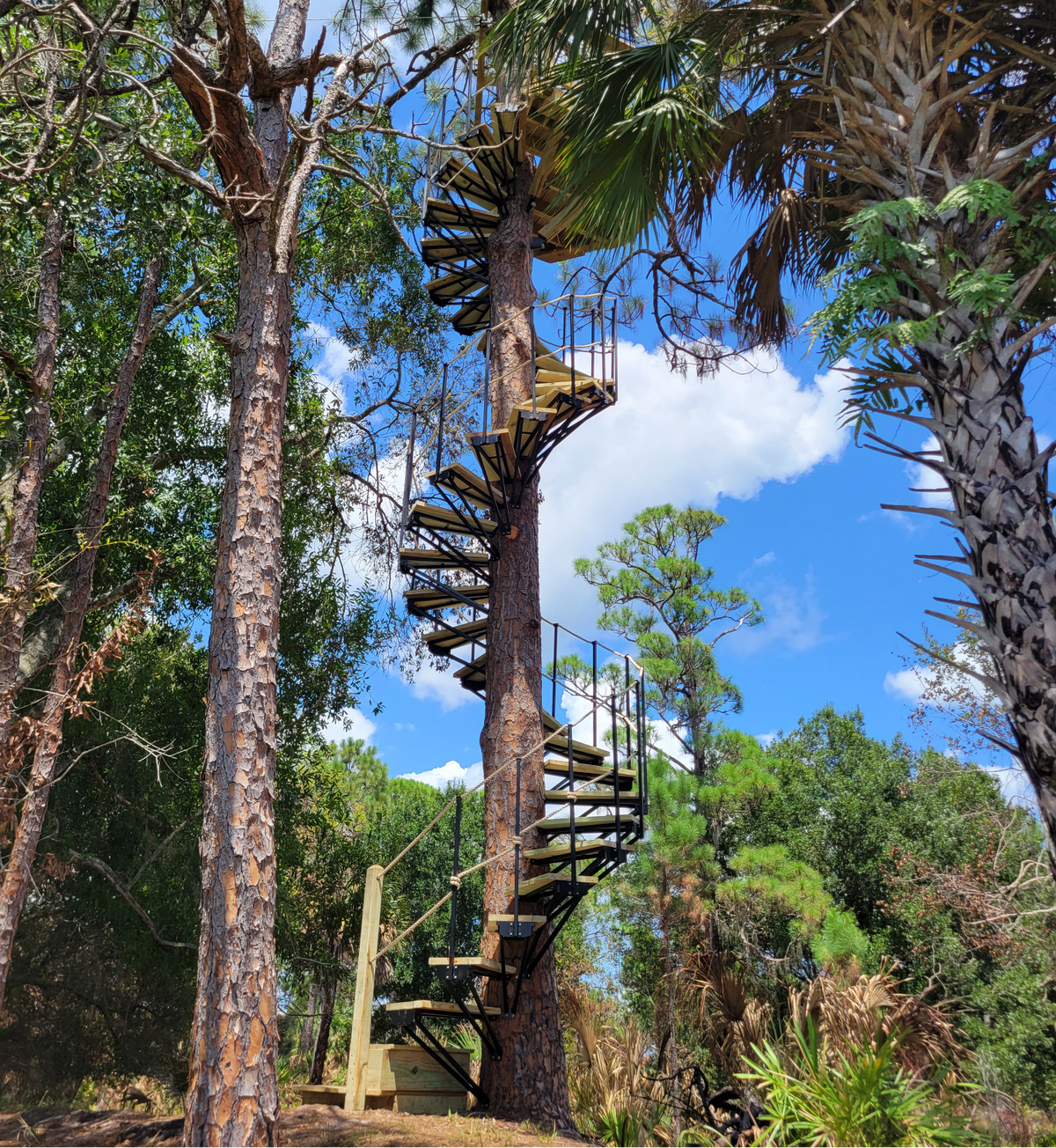 A tall wooden spiral staircase with metal railings winds up a tree in a forest setting with pine trees, palm fronds, and a blue sky with white clouds.
