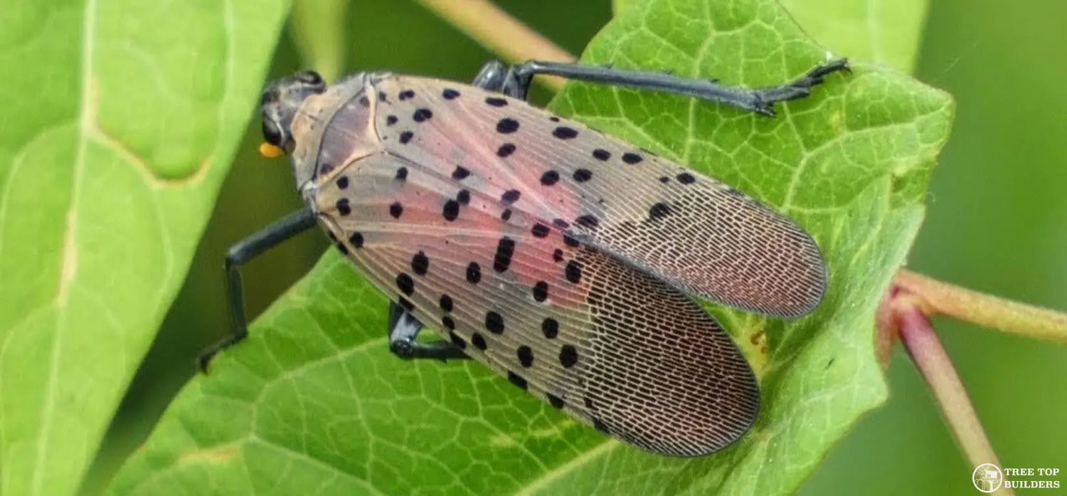 Tree Top BuildersSpotted Lanternfly "Spotted" at Treehouse World